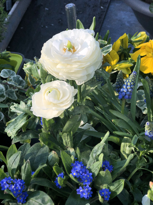 Foto Frhling