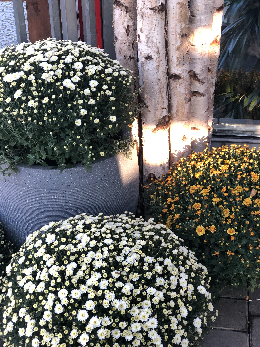 Foto Leihpflanzen